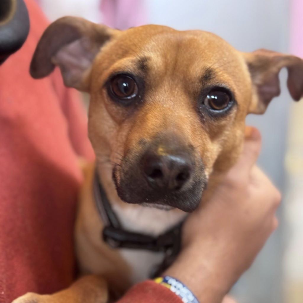 Mischling Frankie, 11/2024, ca. 30 cm