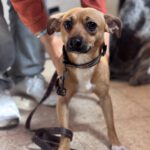 Mischling Frankie, 11/2024, ca. 30 cm