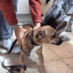 Mischling Frankie, 11/2024, ca. 30 cm