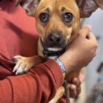 Mischling Frankie, 11/2024, ca. 30 cm