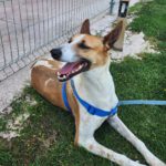 Podenco Mischling Fresa, 08/2023, ca. 50 cm