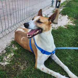 Podenco Mischling Fresa, 08/2023, ca. 50 cm