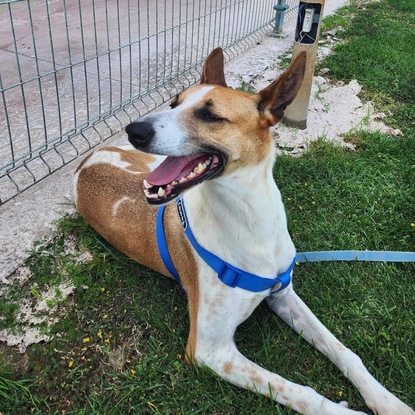 Podenco Mischling Fresa, 08/2023, ca. 50 cm