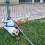 Podenco Mischling Fresa, 08/2023, ca. 50 cm