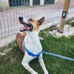 Podenco Mischling Fresa, 08/2023, ca. 50 cm