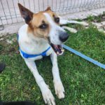 Podenco Mischling Fresa, 08/2023, ca. 50 cm