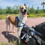 Podenco Mischling Fresa, 08/2023, ca. 50 cm