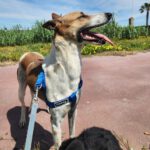 Podenco Mischling Fresa, 08/2023, ca. 50 cm