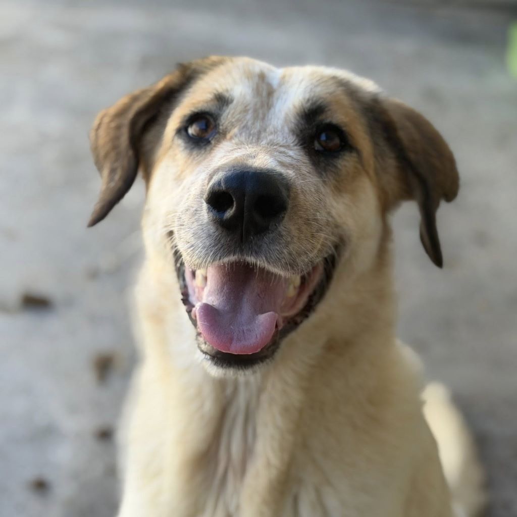 Mastin Mischling Gaia, 11/2024, ca. 65 cm