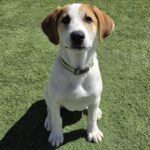 Mischling George, 11/2025, Endgröße ca. 48 cm