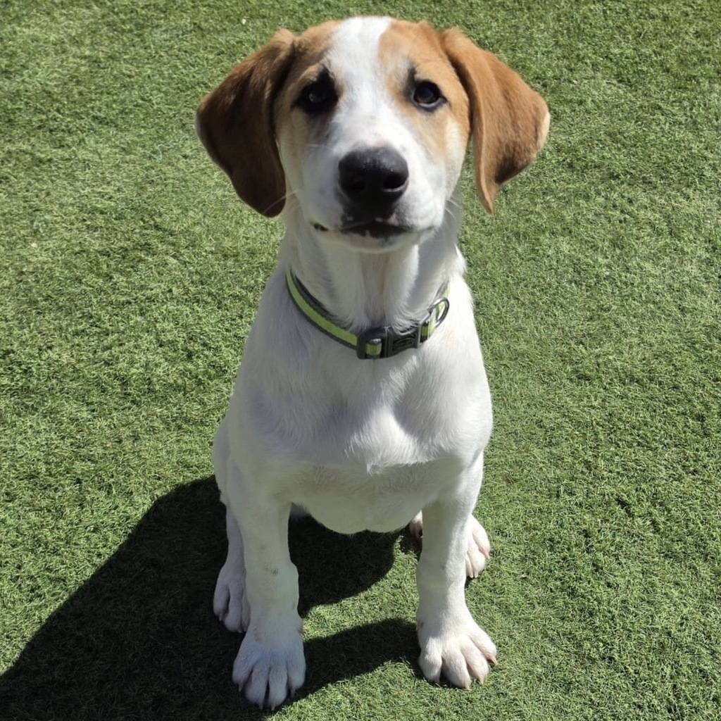 Mischling George, 11/2025, Endgröße ca. 48 cm