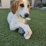 Mischling George, 11/2025, Endgröße ca. 48 cm