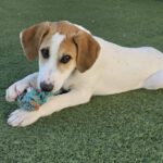 Mischling George, 11/2025, Endgröße ca. 48 cm