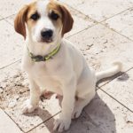 Mischling George, 11/2025, Endgröße ca. 48 cm