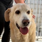 Labrador Mischling Gerry, 04/2016, ca. 55 cm