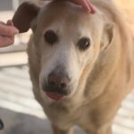 Labrador Mischling Gerry, 04/2016, ca. 55 cm