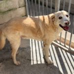 Labrador Mischling Gerry, 04/2016, ca. 55 cm