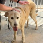 Labrador Mischling Gerry, 04/2016, ca. 55 cm