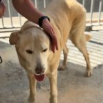 Labrador Mischling Gerry, 04/2016, ca. 55 cm