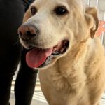 Labrador Mischling Gerry, 04/2016, ca. 55 cm