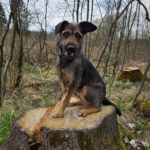 Mischling Gianna, 09/2023, ca. 50 cm, 35753 Greifenstein