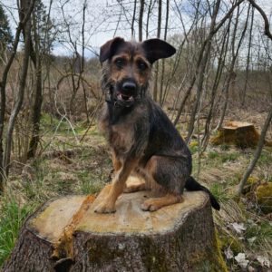 Mischling Gianna, 09/2023, ca. 50 cm, 35753 Greifenstein