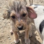 Mischling Gismo, 01/2026, ca. 45 cm