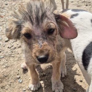 Mischling Gismo, 01/2026, ca. 45 cm