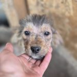 Mischling Gismo, 01/2026, ca. 45 cm