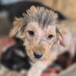 Mischling Gismo, 01/2026, ca. 45 cm