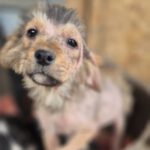 Mischling Gismo, 01/2026, ca. 45 cm