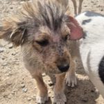 Mischling Gismo, 01/2026, ca. 45 cm