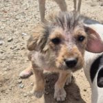 Mischling Gismo, 01/2026, ca. 45 cm