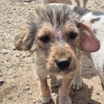 Mischling Gismo, 01/2026, ca. 45 cm