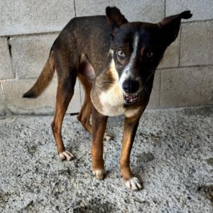 Mischling Gitano, 10/2017, ca. 45- 50 cm