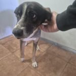 Mischling Gitano, 10/2017, ca. 45- 50 cm