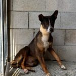 Mischling Gitano, 10/2017, ca. 45- 50 cm