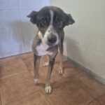 Mischling Gitano, 10/2017, ca. 45- 50 cm