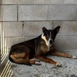 Mischling Gitano, 10/2017, ca. 45- 50 cm