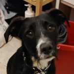 Mischling Gizmo, 04/2025, ca. 46 cm, 51702 Bergneustadt