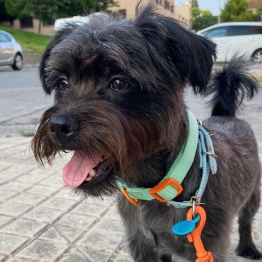 Mischling Golfo, 04/2022, ca. 30 cm