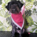 Mischling Golfo, 04/2022, ca. 30 cm