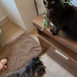 Mischling Golfo, 04/2022, ca. 30 cm