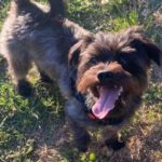 Mischling Golfo, 04/2022, ca. 30 cm