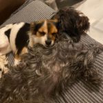 Mischling Golfo, 04/2022, ca. 30 cm