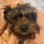 Mischling Golfo, 04/2022, ca. 30 cm