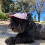 Mischling Golfo, 04/2022, ca. 30 cm