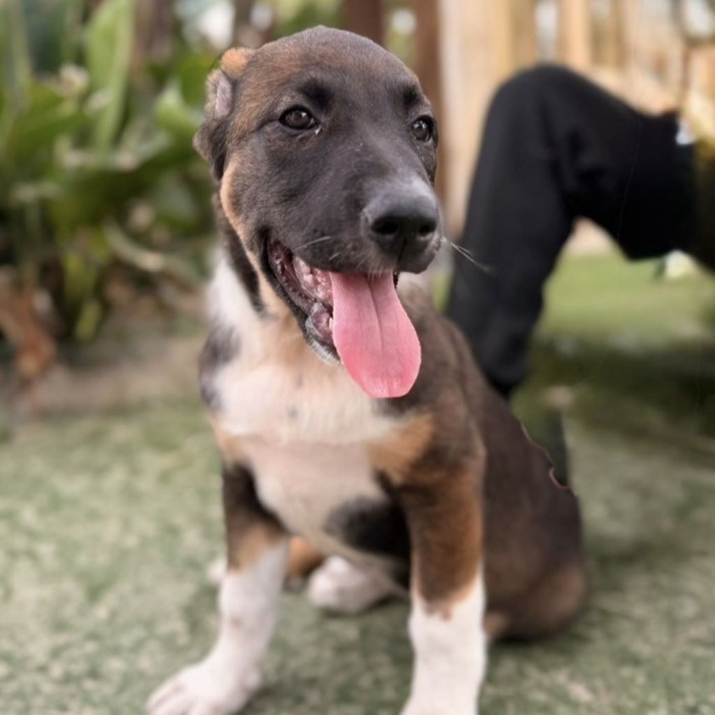 Mastin Mischling Harley, 01/2026, Endgröße ca. 60- 70 cm