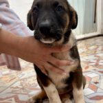 Mastin Mischling Harley, 01/2026, Endgröße ca. 60- 70 cm