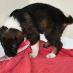 Mastin Mischling Harley, 01/2026, Endgröße ca. 60- 70 cm